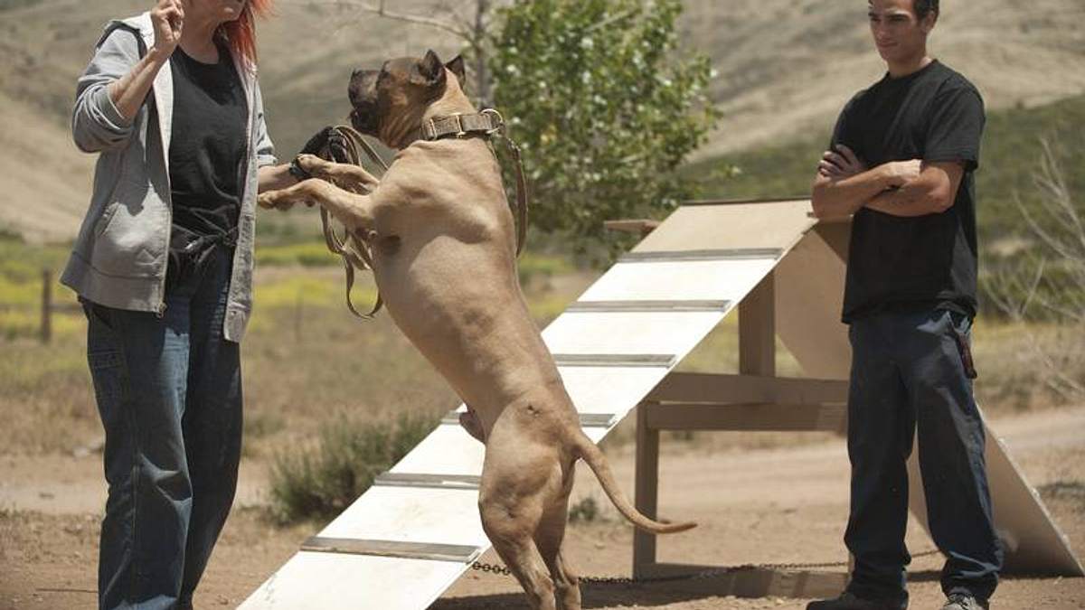 pitbulls auf bewährung