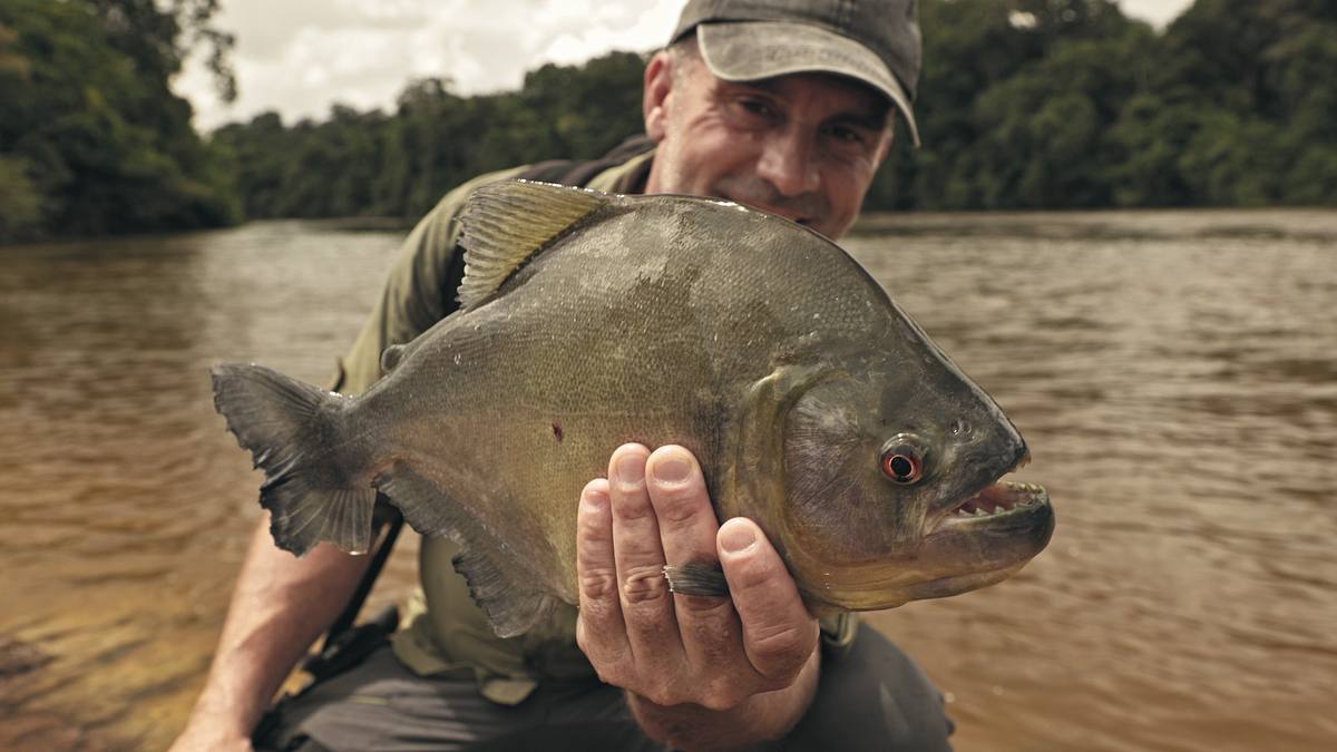 giganten unter wasser - riesenfischen auf der spur