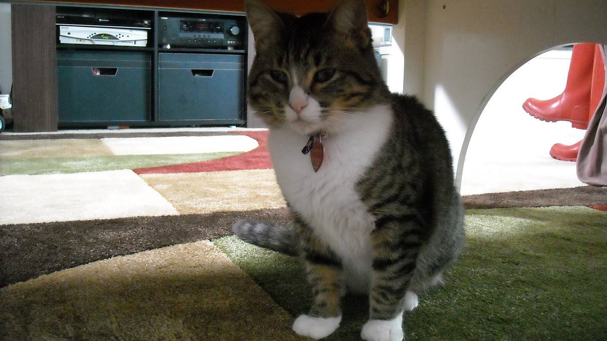 der katzenflüsterer
