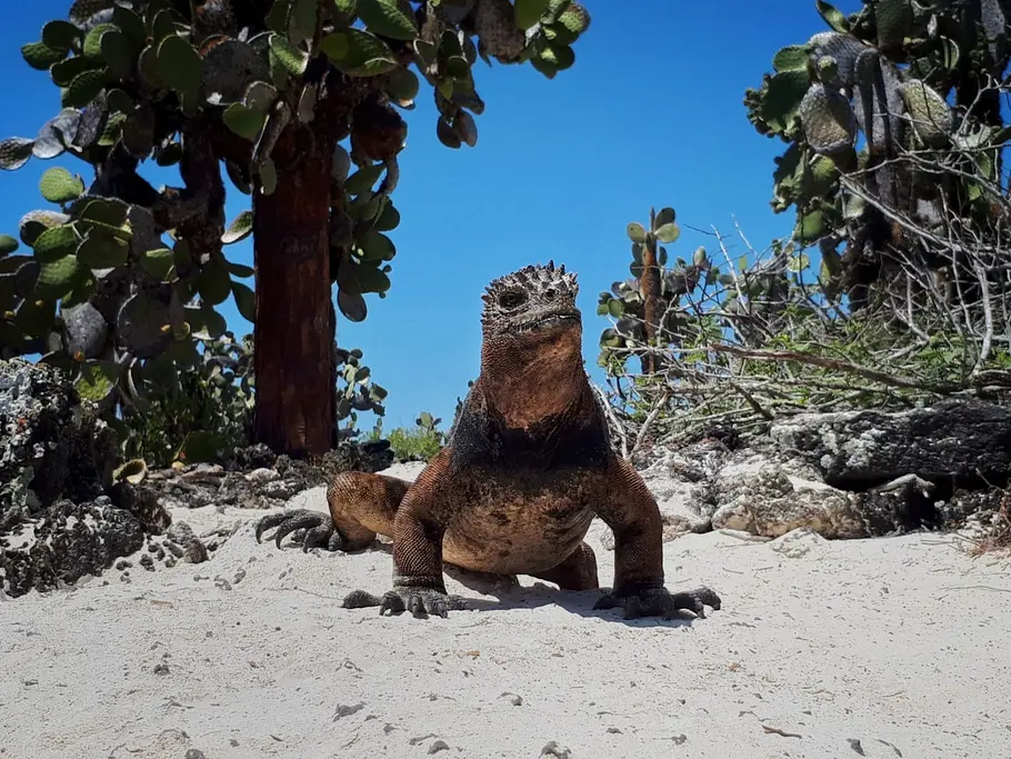 Galapagos galapagos
