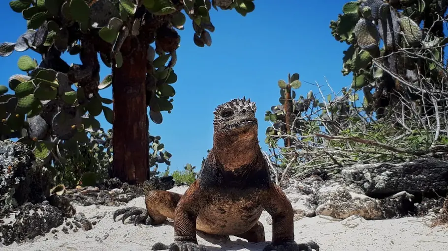 Galapagos galapagos