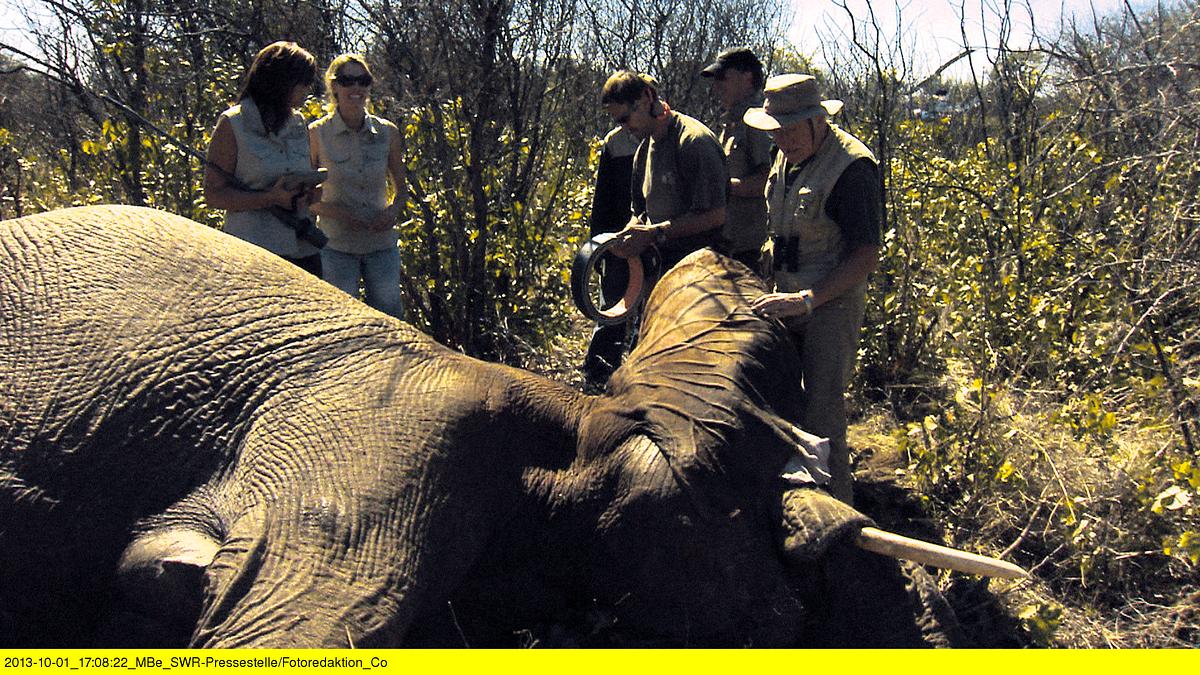das waisenhaus für wilde tiere - abenteuer afrika