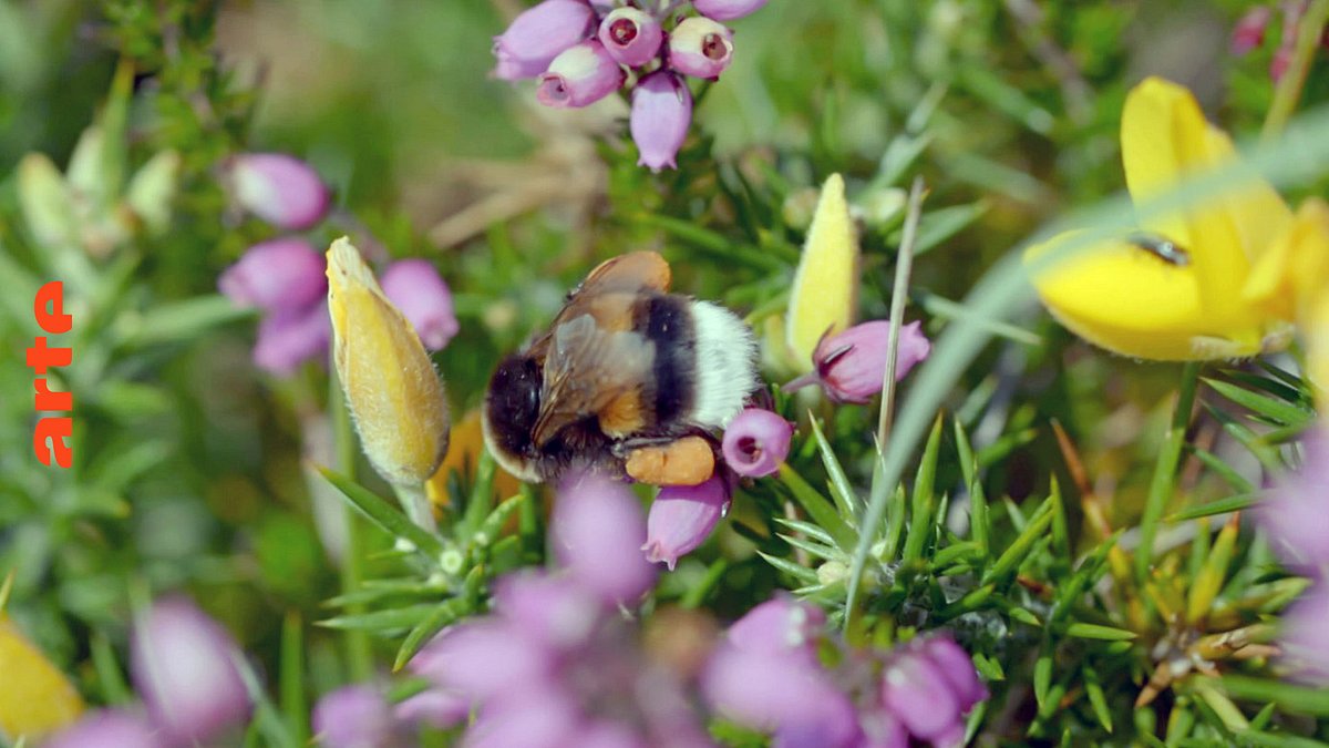 die natur und ihr netzwerk der wohltäter