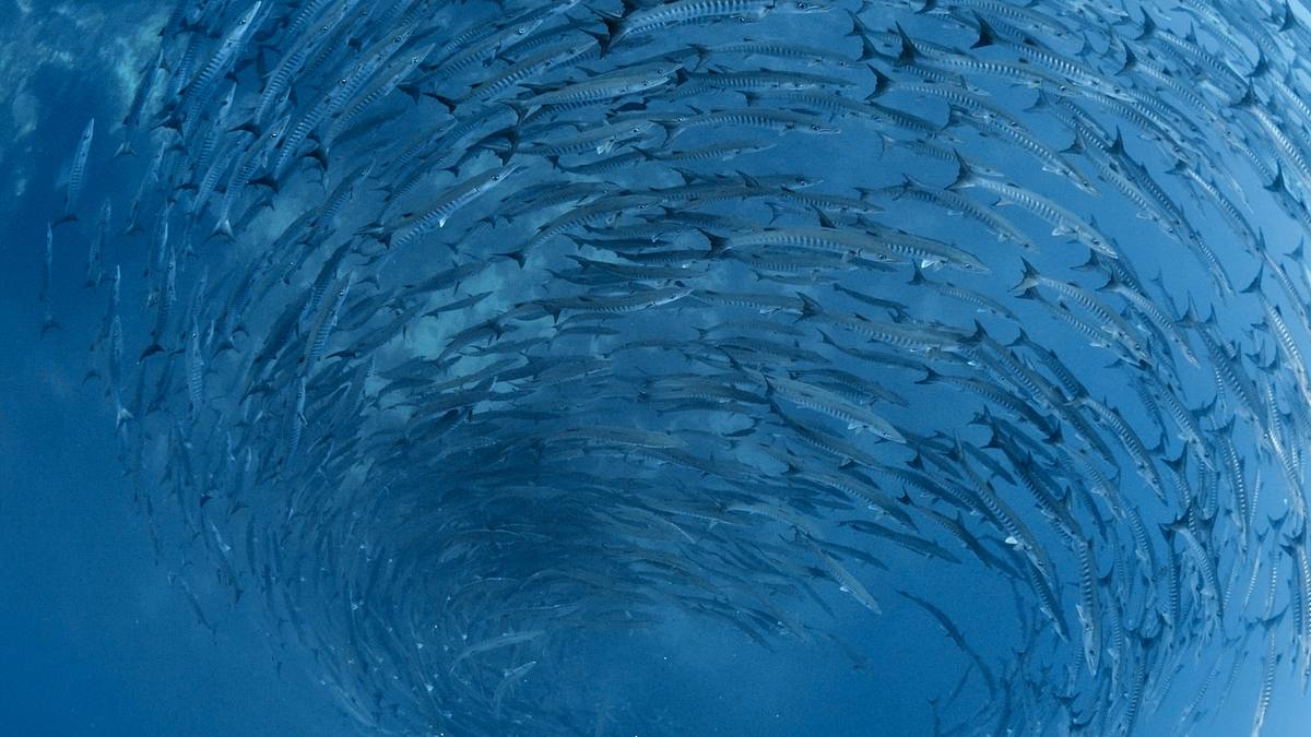 into the blue - indonesiens unterwasserparadiese