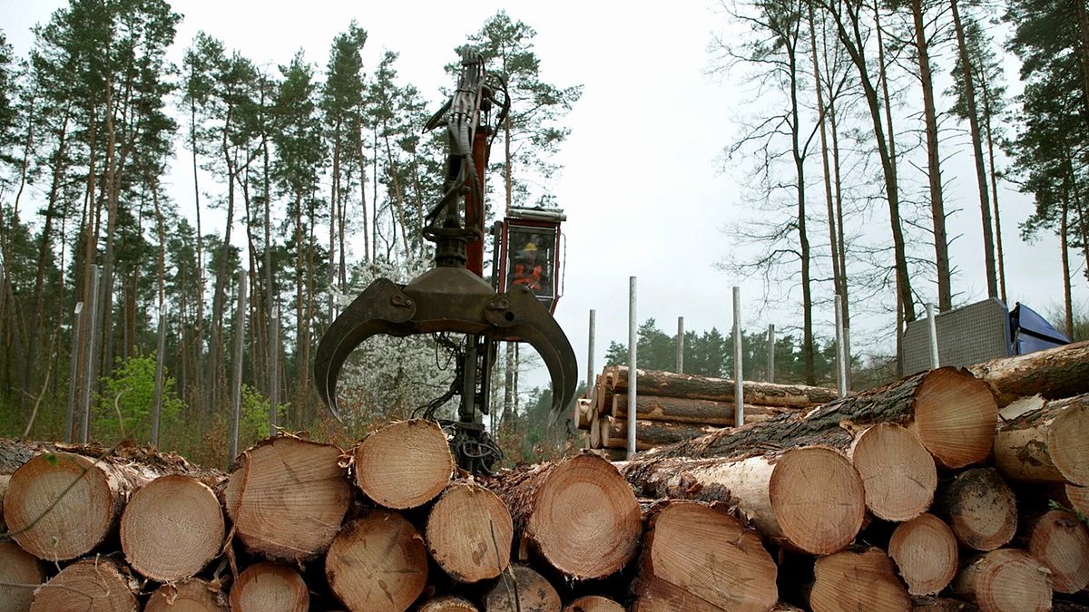 bäume für billy - wie ikea den planeten plündert