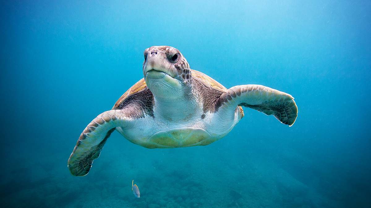 die superkräfte der tiere