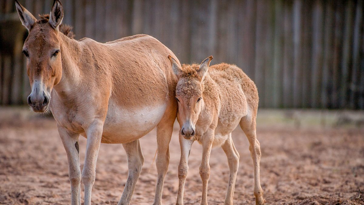 zoo und so - tierisch wild!