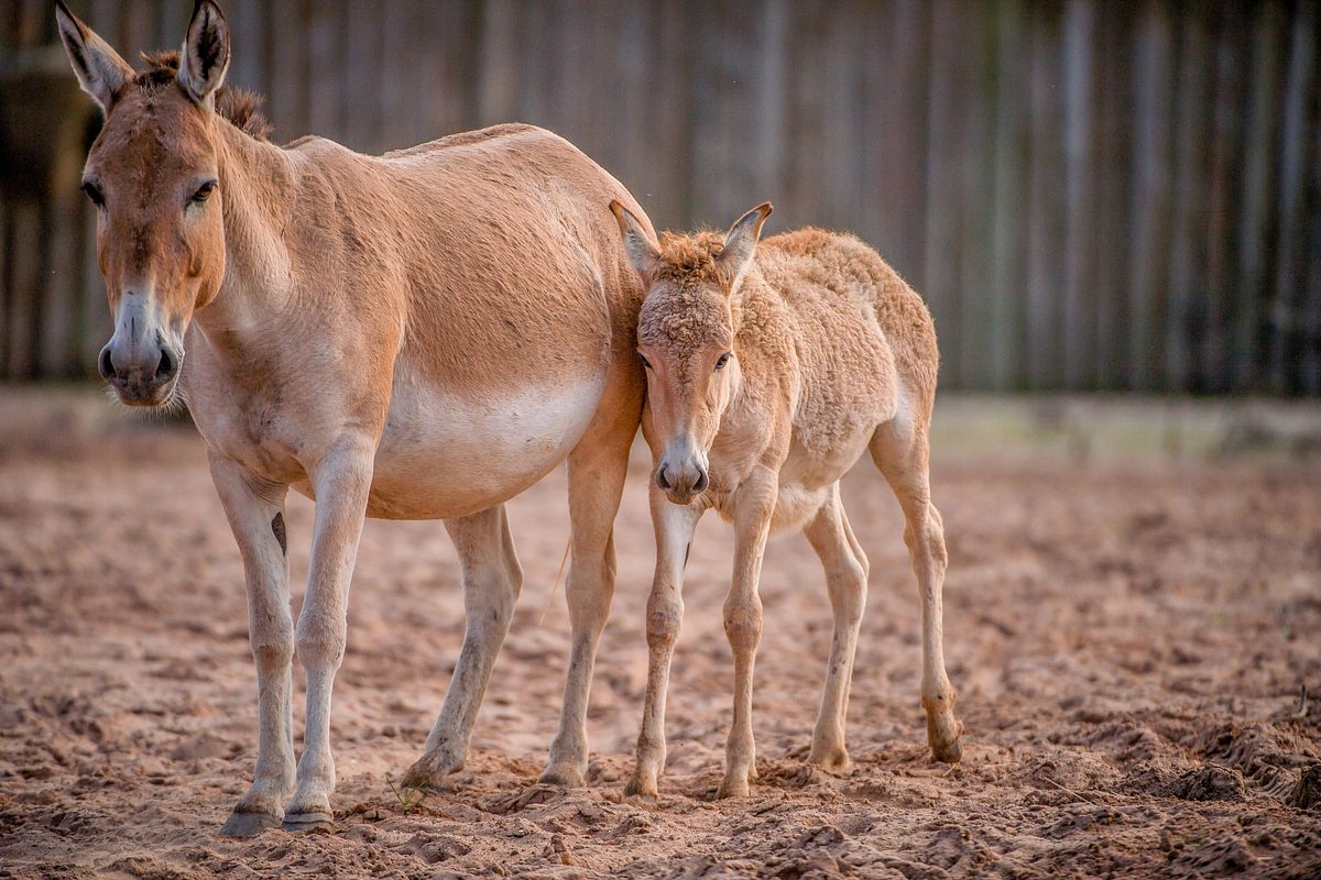 Zoo und so - Tierisch wild! zoo und so - tierisch wild!