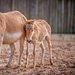 Zoo und so - Tierisch wild! Thumbnail