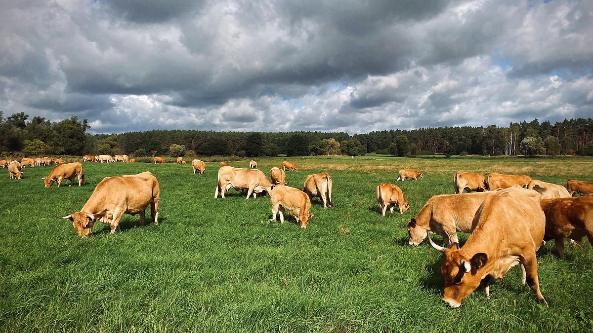 brandenburg - ein land zum 35sten