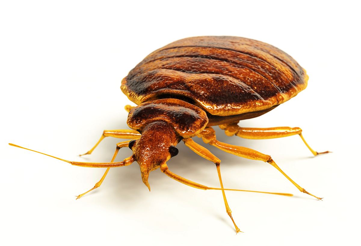 Tierische Eroberer tierische eroberer