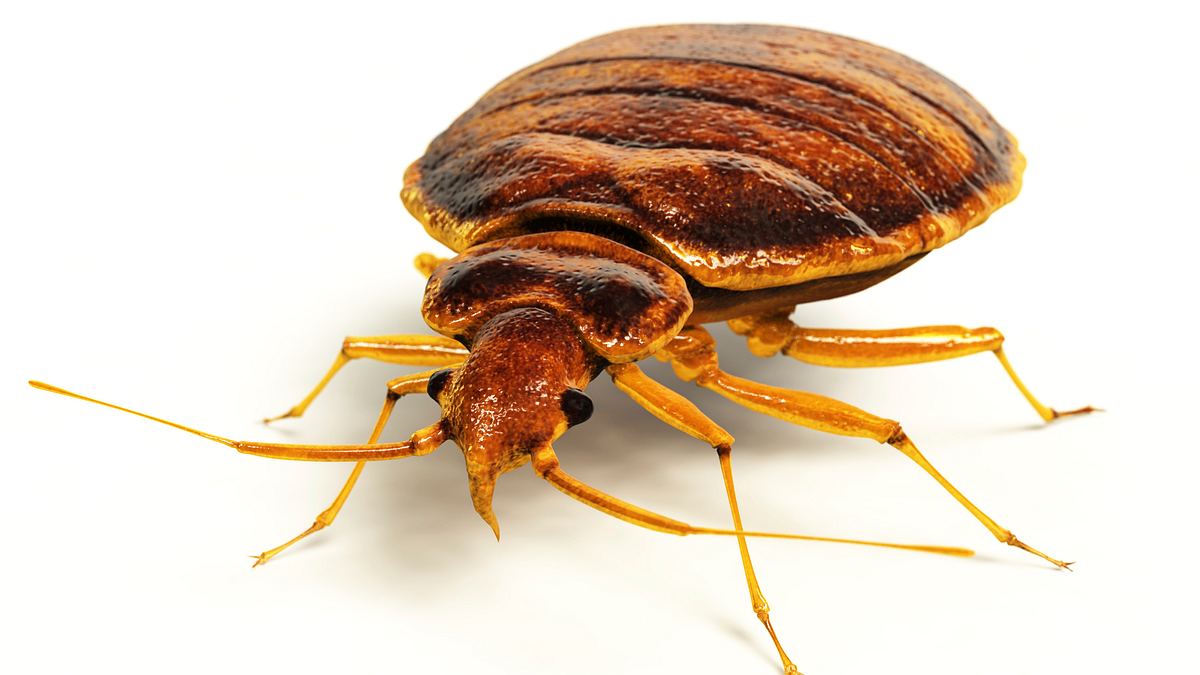 tierische eroberer