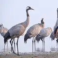 Der Graue Kranich - Auf den Schwingen eines Riesen Thumbnail