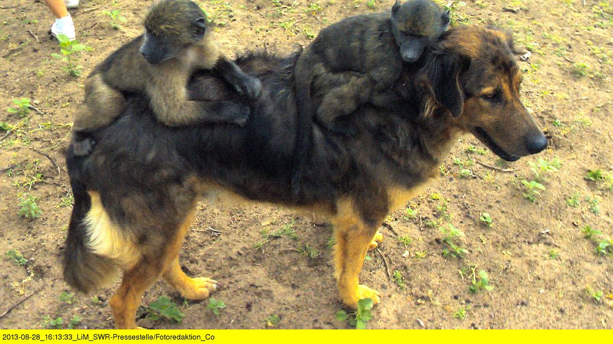 das waisenhaus für wilde tiere - abenteuer afrika