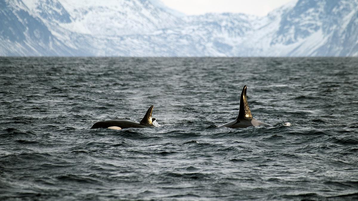 inseln im nordmeer - die vesterålen