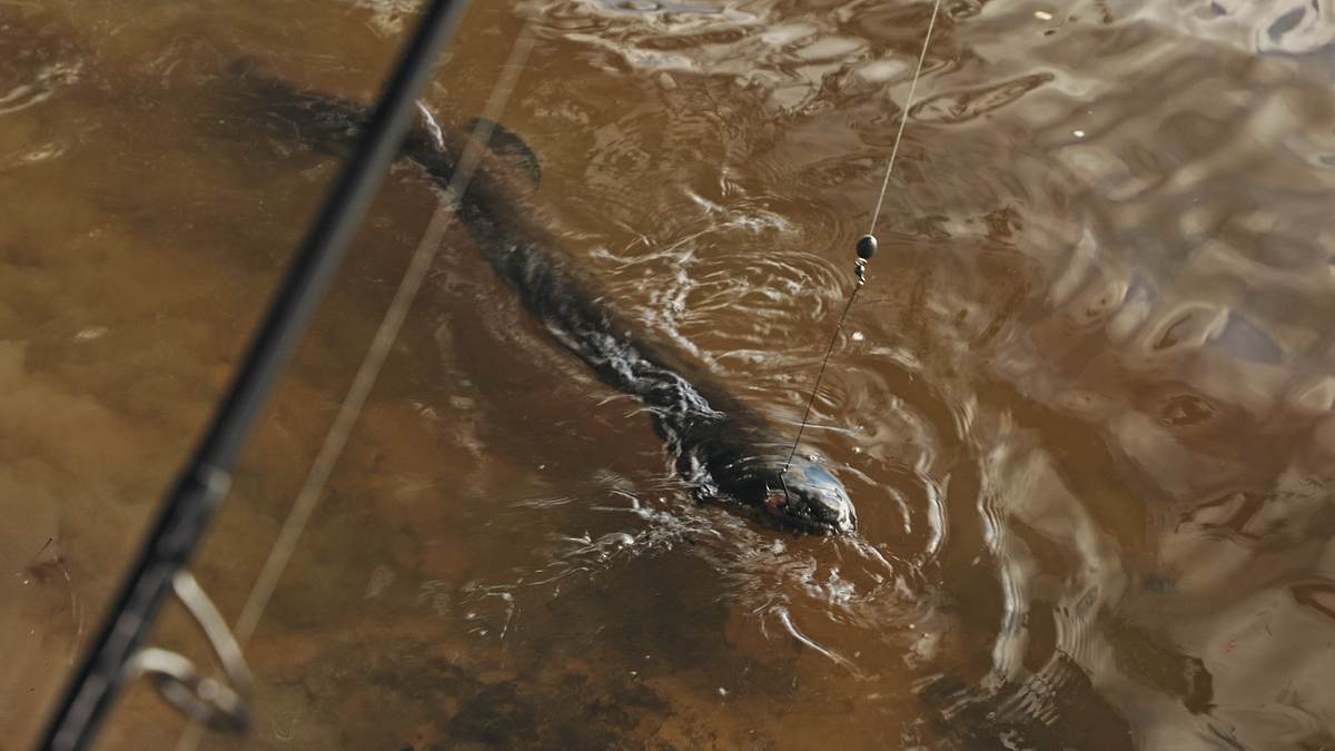 giganten unter wasser - riesenfischen auf der spur