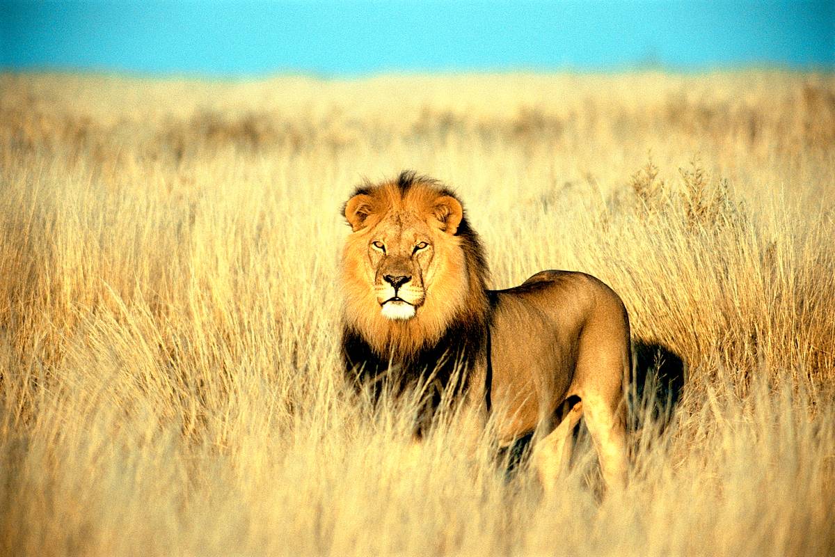 welt der tiere