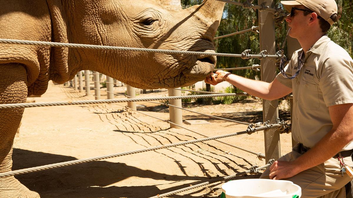 san diego zoo