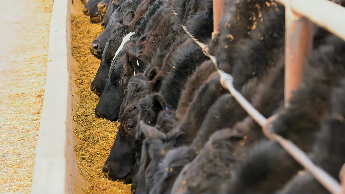 USA extrem: Das große Geschäft der XXL-Farmen usa extrem: das große geschäft der xxl-farmen