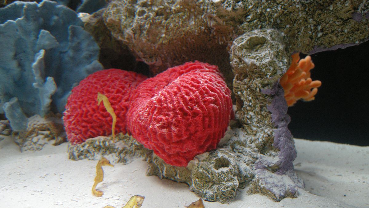 fish tank kings - gigantische wasserwelten