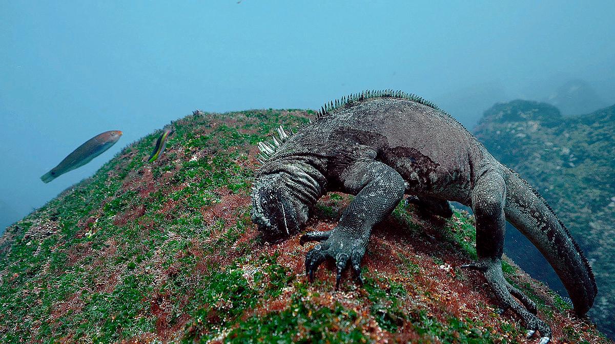 das drachenrätsel - meerechsen auf galapagos
