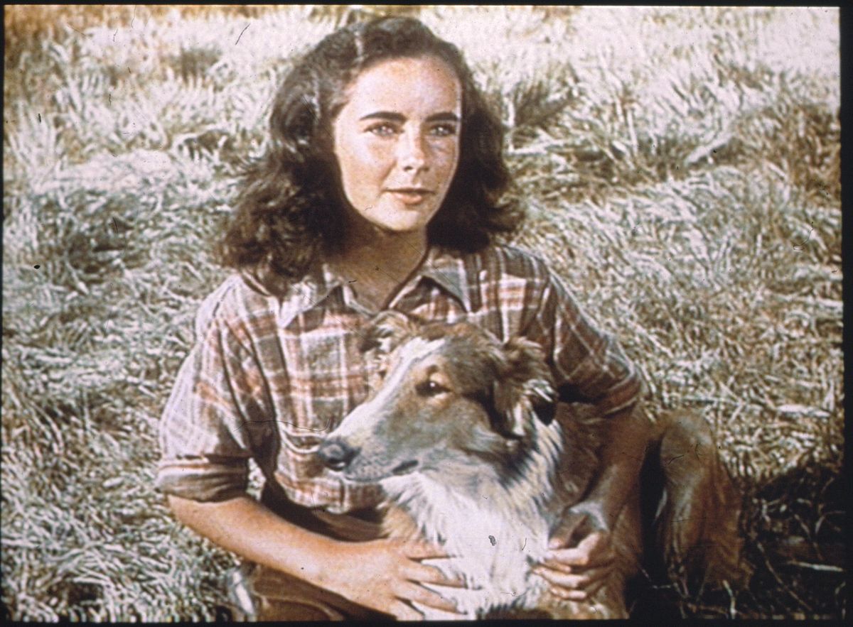 Lassie - Held auf vier Pfoten lassie - held auf vier pfoten
