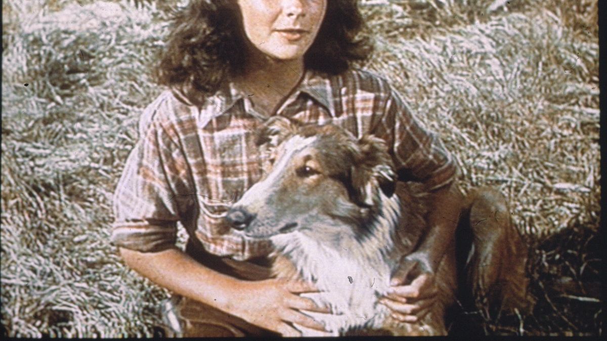 lassie - held auf vier pfoten