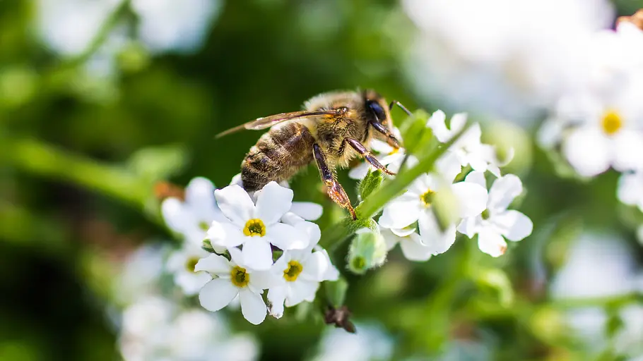 Bienen - Eine Welt im Wandel bienen - eine welt im wandel