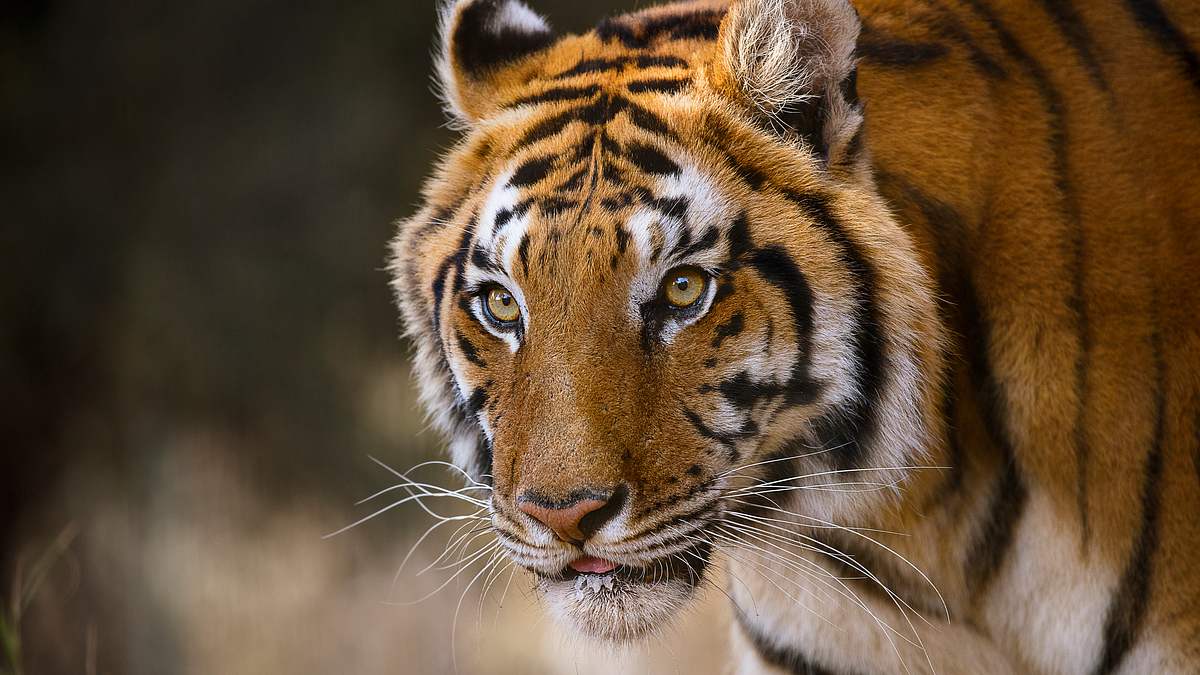 project c.a.t. - eine zukunft für tiger