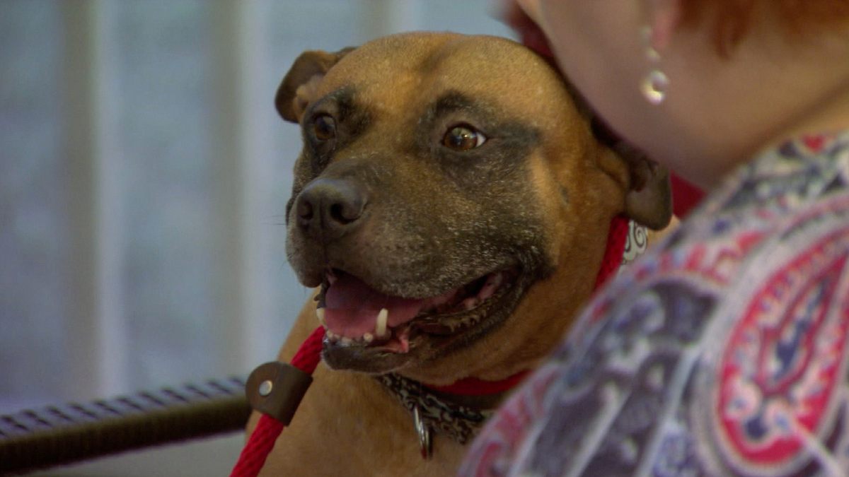 pitbulls auf bewährung