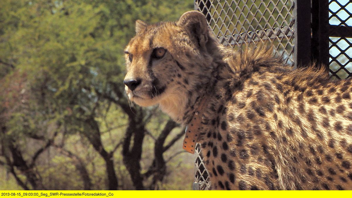 das waisenhaus für wilde tiere - abenteuer afrika