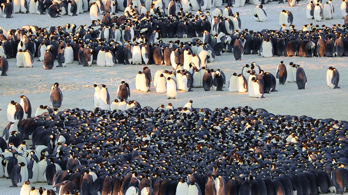 die geheimnisvolle welt der pinguine