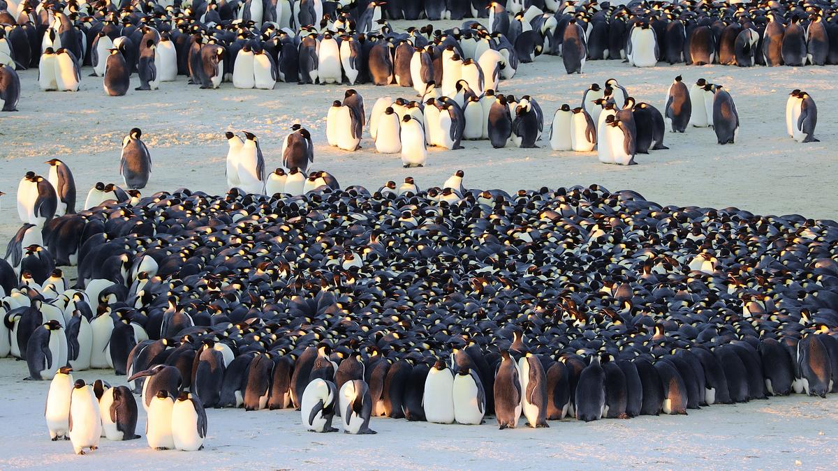 die geheimnisvolle welt der pinguine