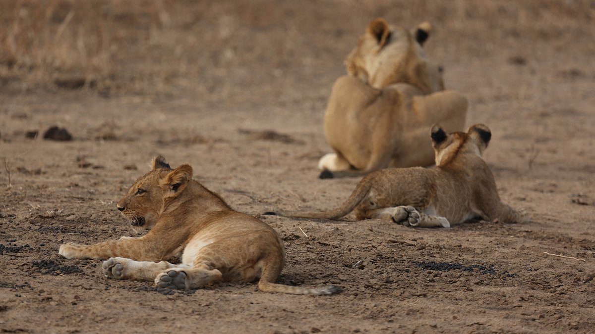 das wunder des lebens: tierbabys