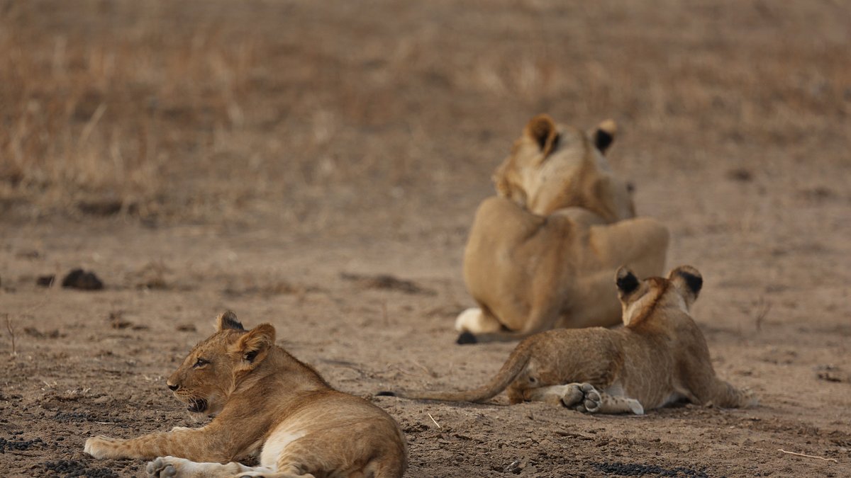 das wunder des lebens: tierbabys