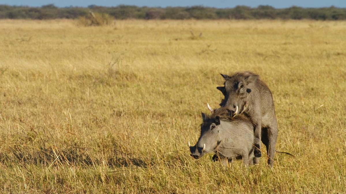afrikas wilde tierwelt