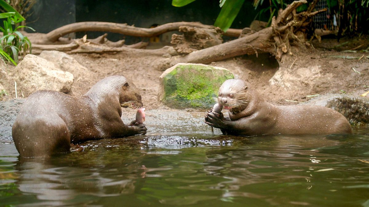 zoo und so - tierisch wild!