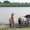 Leben an der Elbe Thumbnail
