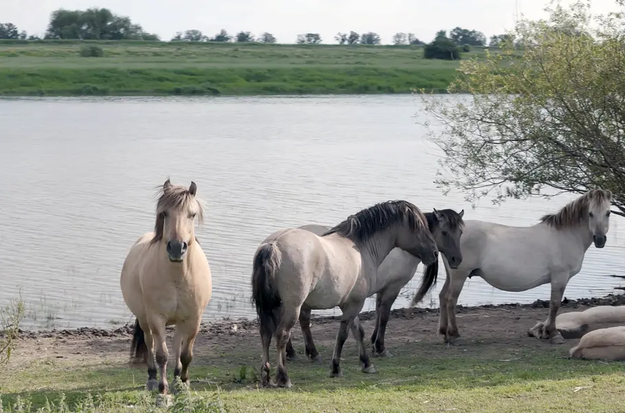 Leben an der Elbe leben an der elbe