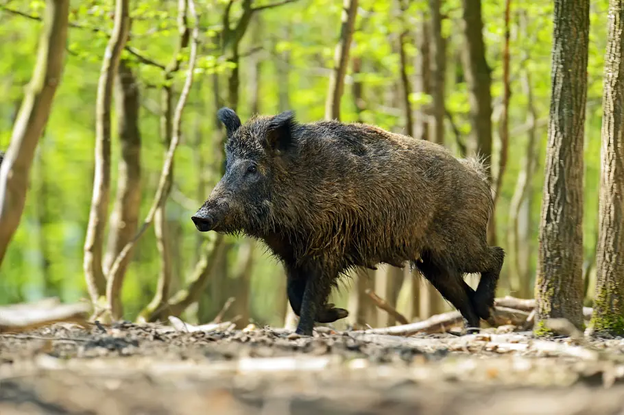 Die Zaubertricks der Tiere die zaubertricks der tiere