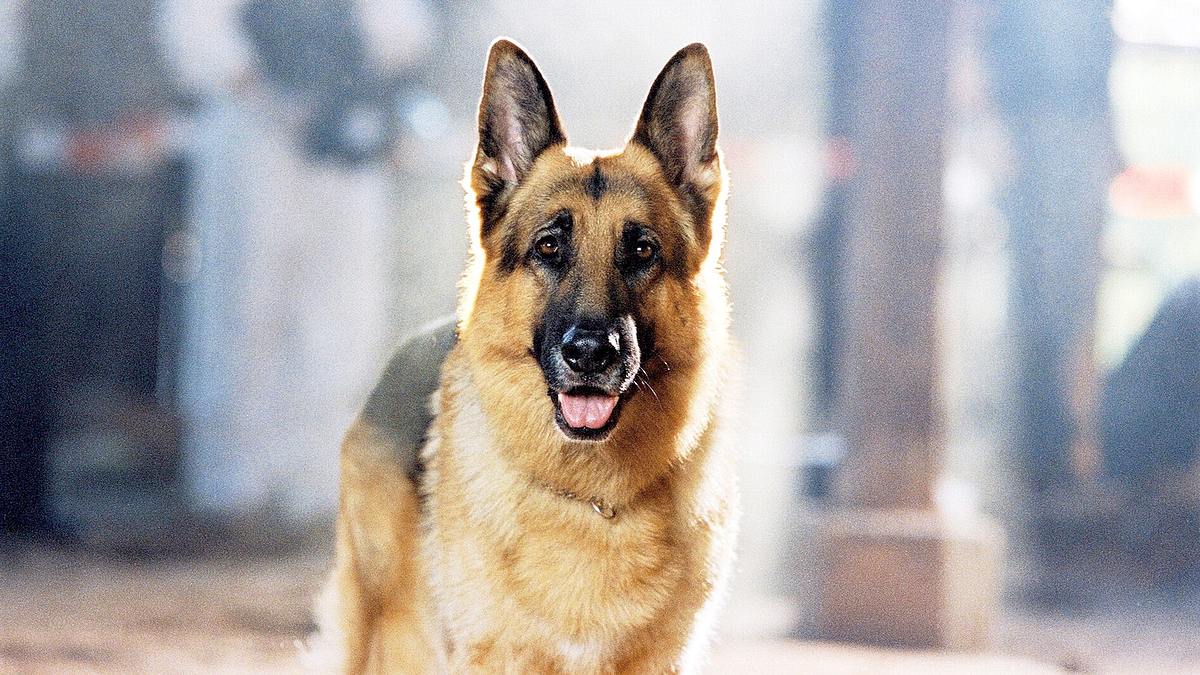 kommissar rex