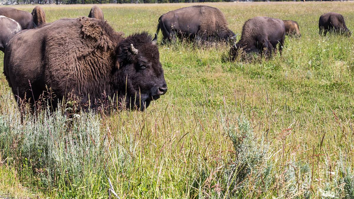die prärie - rückkehr der wildnis