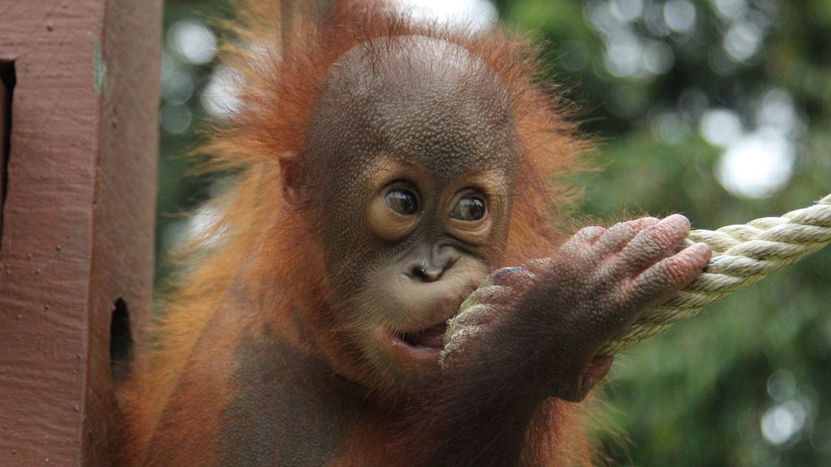ein waisenhaus für orang-utans