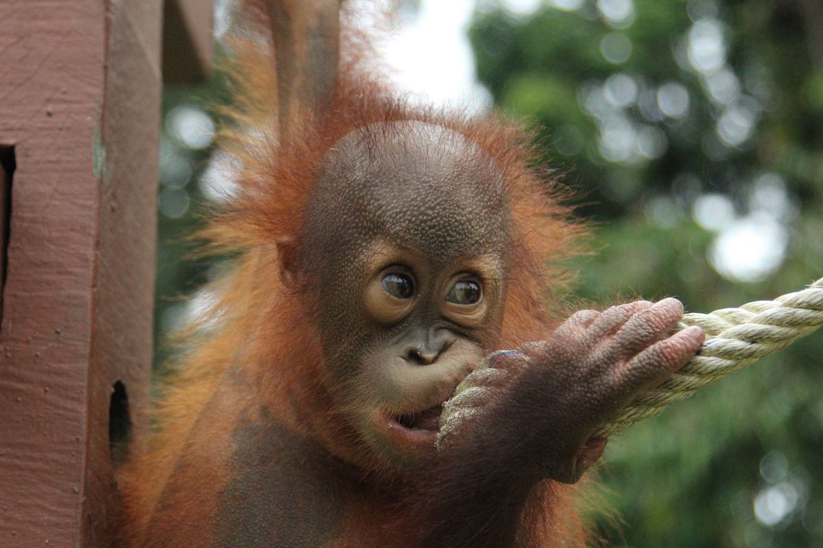 Ein Waisenhaus für Orang-Utans ein waisenhaus für orang-utans