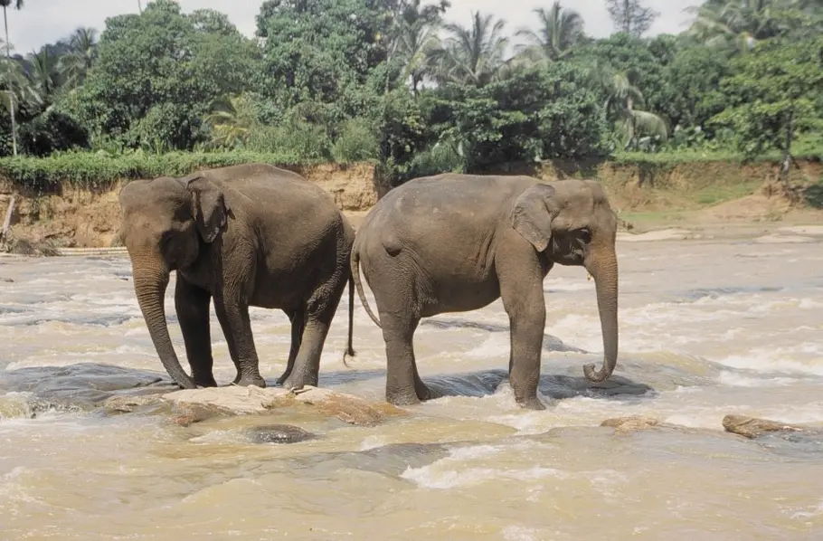 Asiens Wildnis am 29. Oktober 2026 um 21:00 Uhr auf Nat Geo Wild - TV Movie