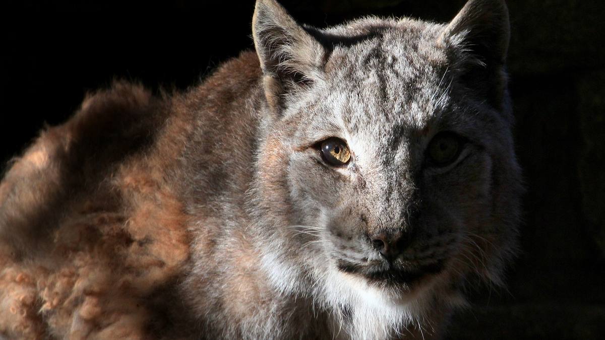 Animal Mysteries - Unglaubliches Tierverhalten animal mysteries - unglaubliches tierverhalten