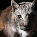Animal Mysteries - Unglaubliches Tierverhalten Thumbnail