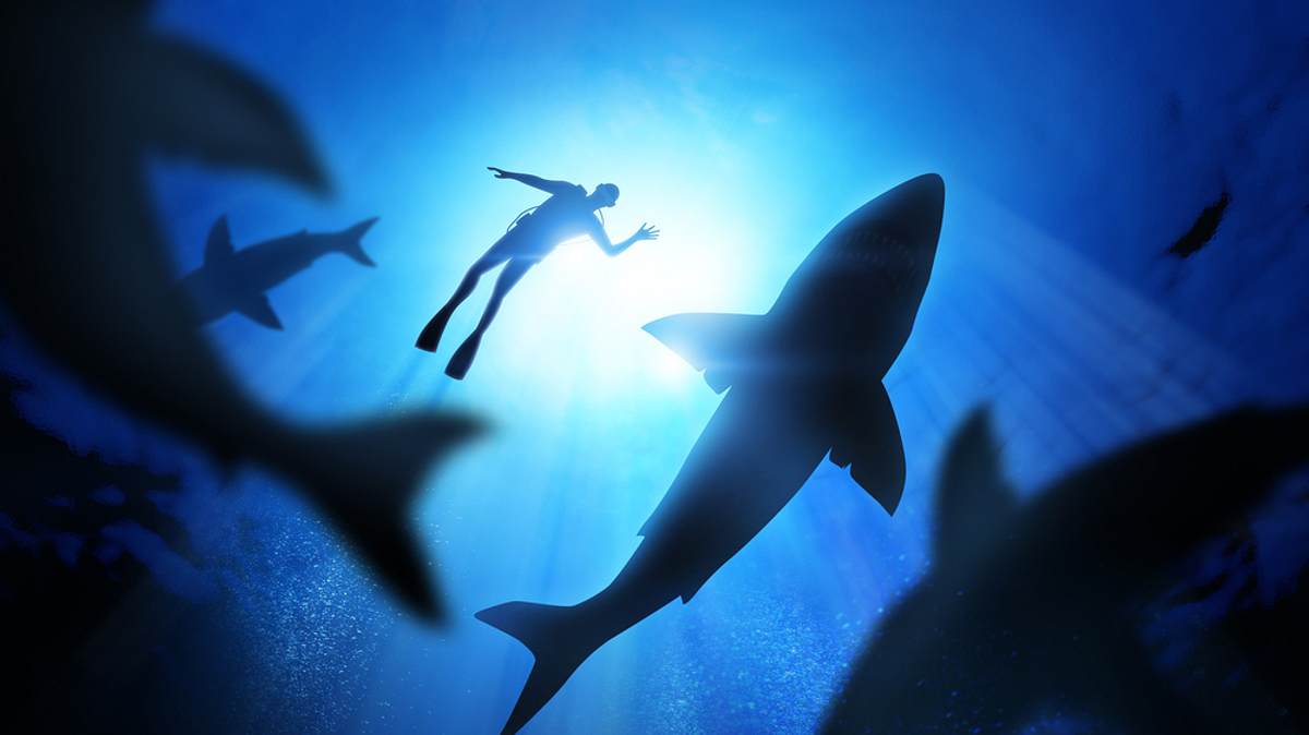 shark attack island - tödliches paradies