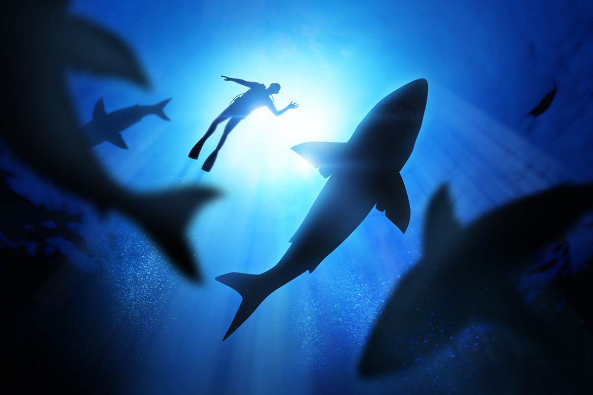 Shark Attack Island - Tödliches Paradies shark attack island - tödliches paradies