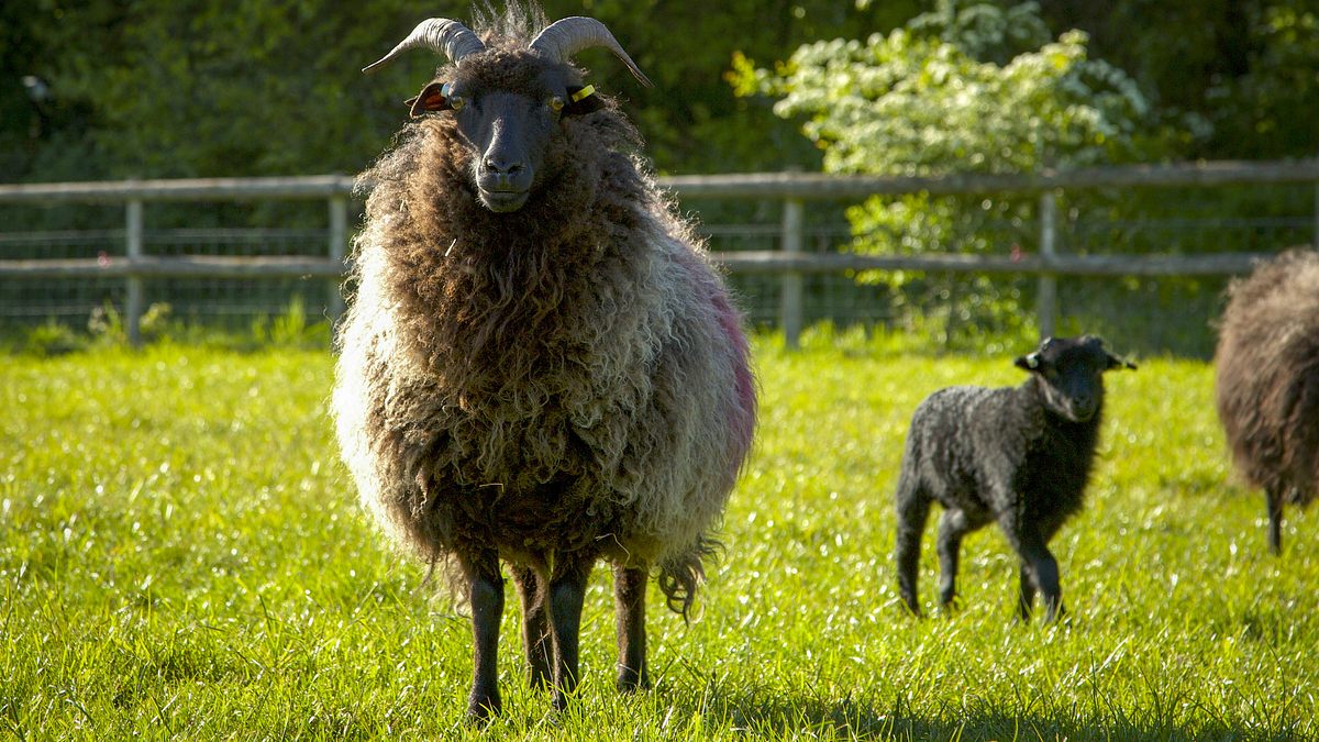 das verborgene leben der bauernhoftiere